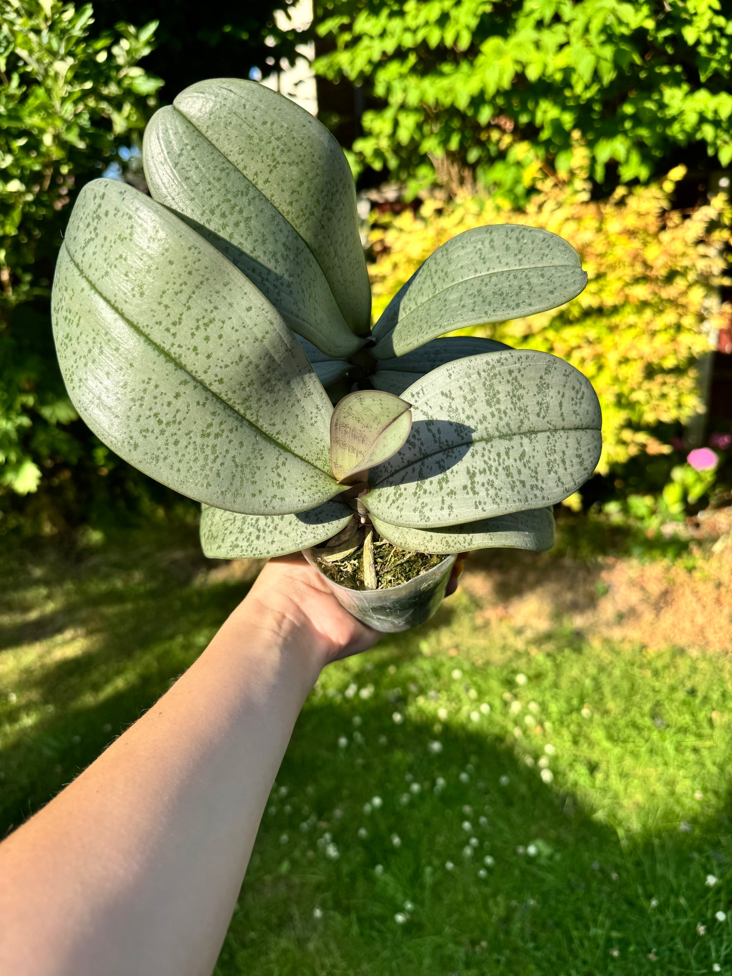4️⃣4️⃣. Phalaenopsis Schilleriana 'Silver Leaf' – Rare Fragranced Species Orchid | Young Bloom-Size Plant | Pre-Order