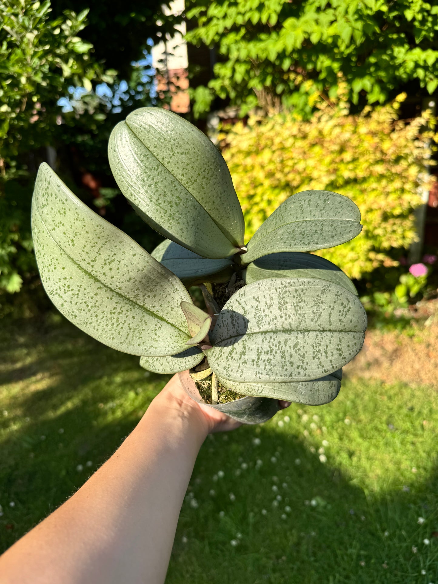 4️⃣4️⃣. Phalaenopsis Schilleriana 'Silver Leaf' – Rare Fragranced Species Orchid | Young Bloom-Size Plant | Pre-Order