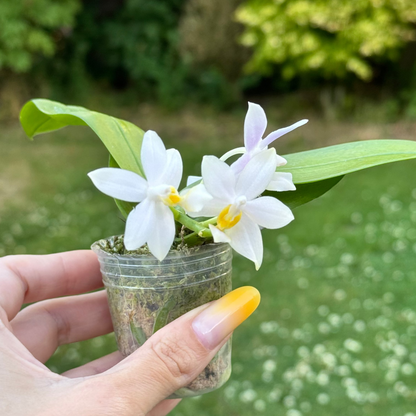 101. Phal. Joy Pink Chameleon – Rare Fragranced Phalaenopsis Orchid | 6cm Nursery Pot- pre-order
