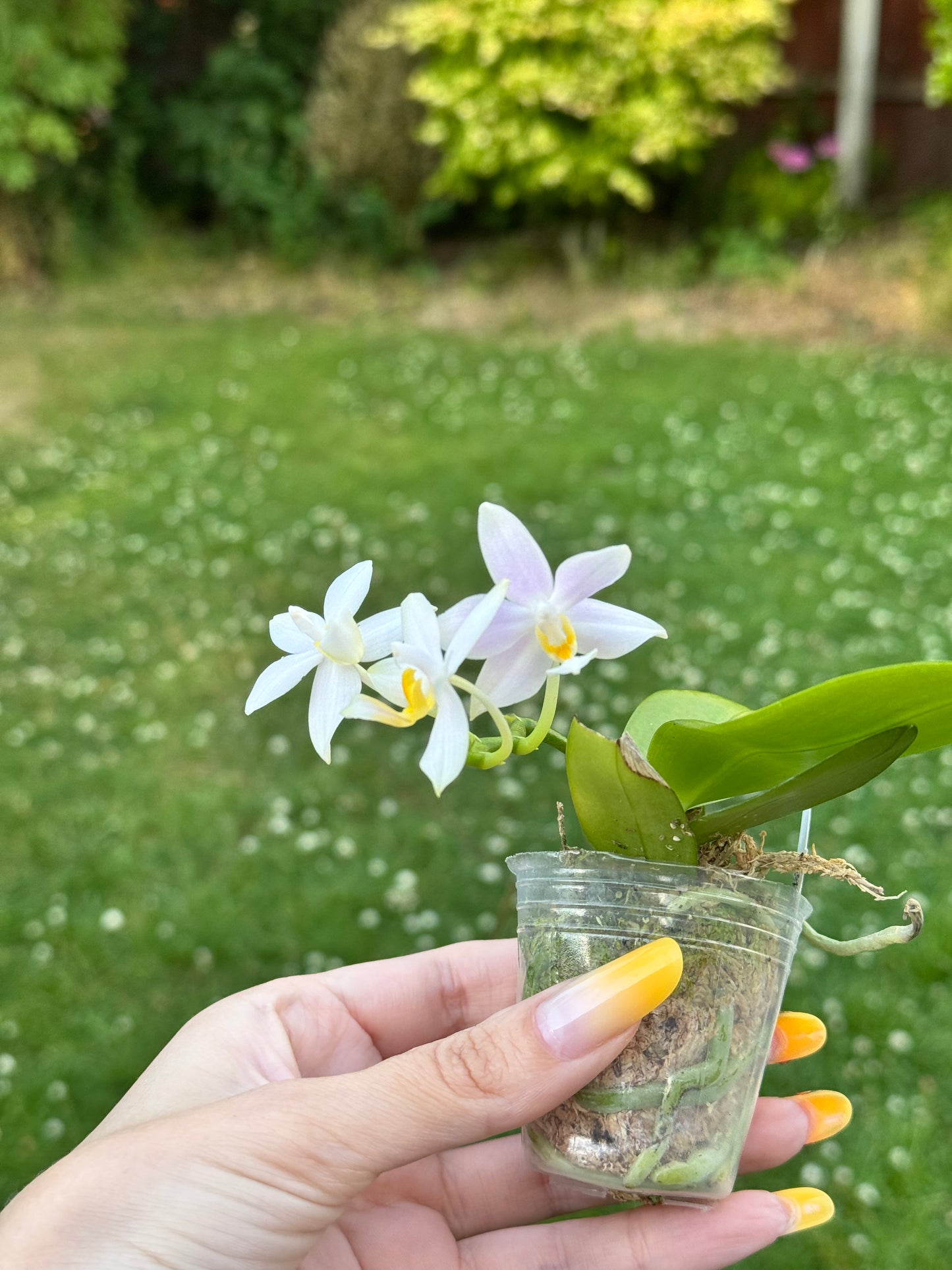 101. Phal. Joy Pink Chameleon – Rare Fragranced Phalaenopsis Orchid | 6cm Nursery Pot- pre-order