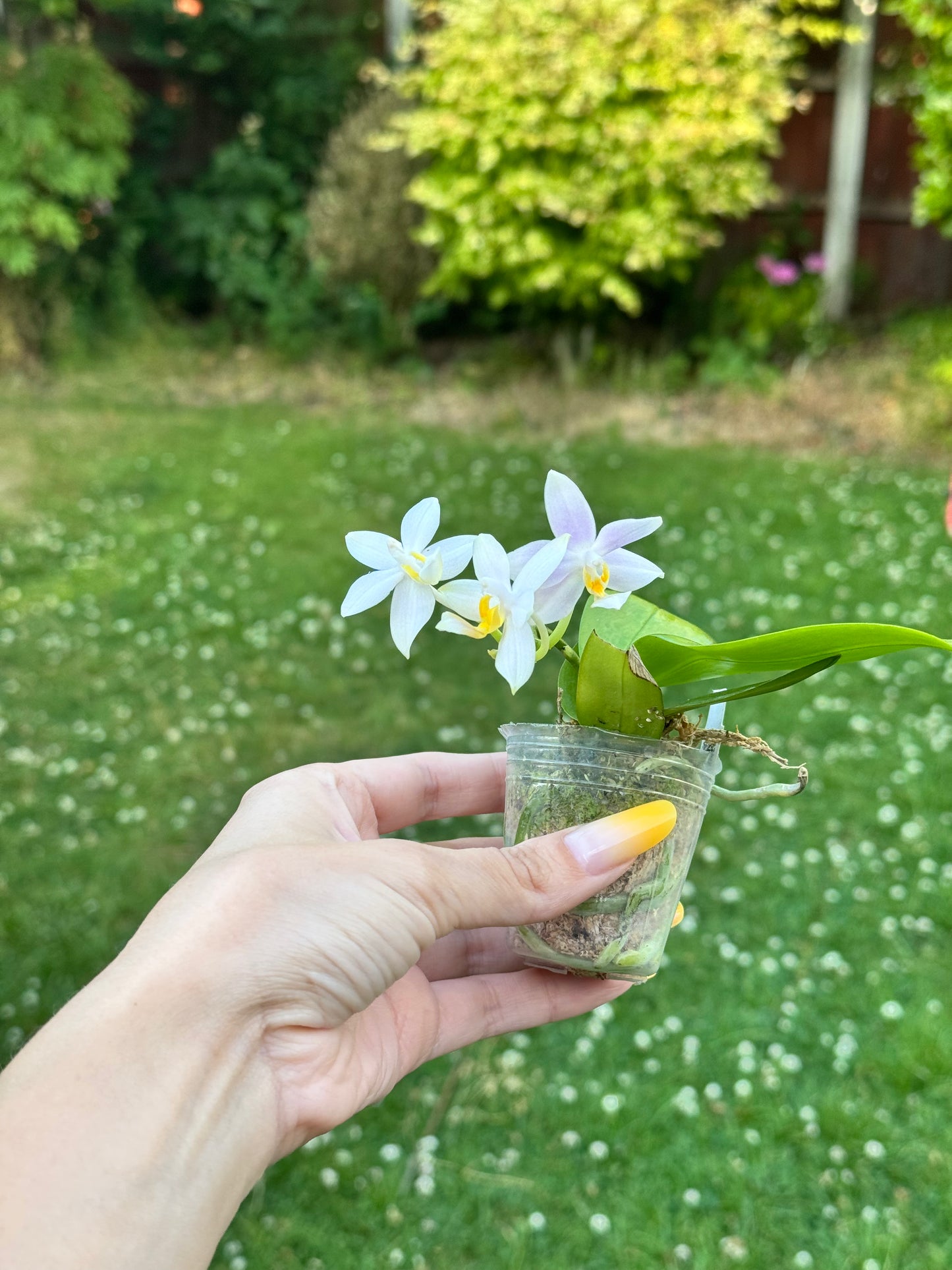 101. Phal. Joy Pink Chameleon – Rare Fragranced Phalaenopsis Orchid | 6cm Nursery Pot- pre-order