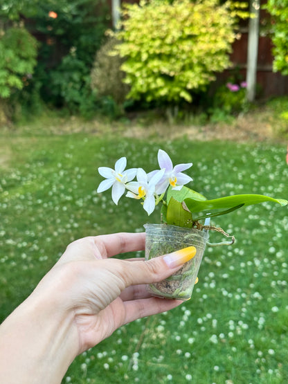 101. Phal. Joy Pink Chameleon – Rare Fragranced Phalaenopsis Orchid | 6cm Nursery Pot- pre-order