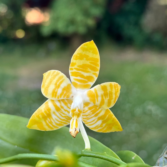 103. Phalaenopsis Amboinensis var. flava 'Sun × Lemon' – Rare Fragrant Species Orchid | 8cm Nursery Pot | Pre-Order