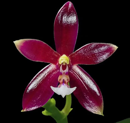 105. Phalaenopsis Cornu-Cervi (Red Form) – Rare Fragranced Species Orchid | Sequential Bloomer | 8cm Nursery Pot