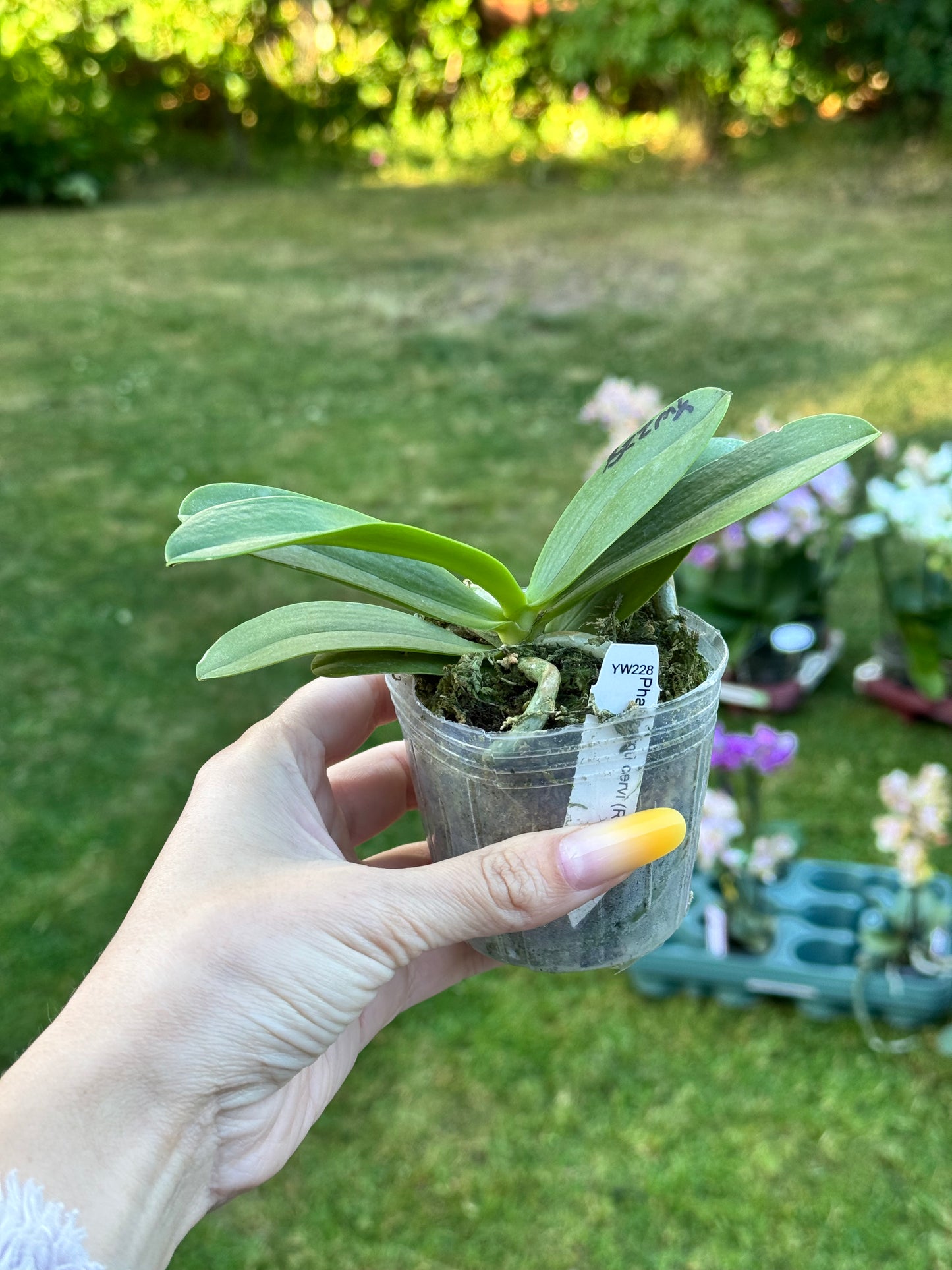 104. Phal. Joy Spring Canary Green Lotus – Rare Fragranced Phalaenopsis Orchid | 8cm Nursery Pot