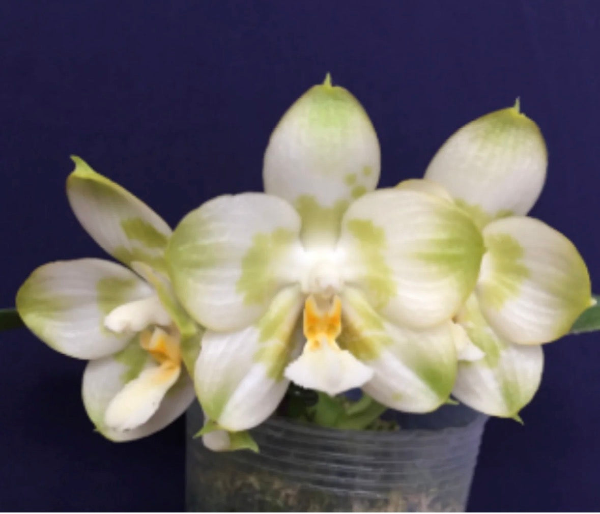 104. Phal. Joy Spring Canary Green Lotus – Rare Fragranced Phalaenopsis Orchid | 8cm Nursery Pot