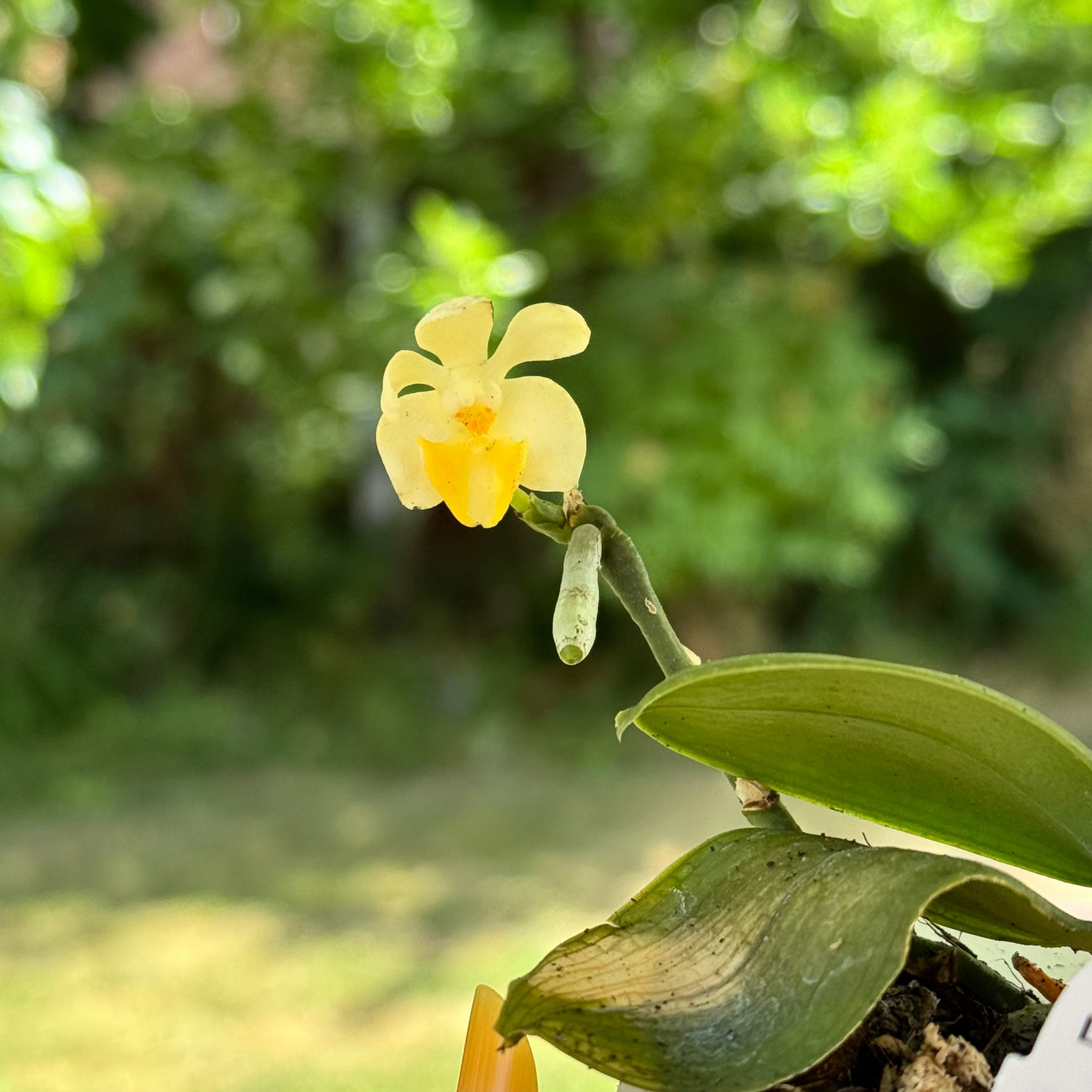 106. Phalaenopsis lobbii Light Pink Yellow Lip – Miniature Hybrid Orchid | Pre-Order