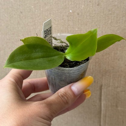 109. Phalaenopsis corningiana 'Blue' Sibling – Rare Botanical Species Orchid | Young Plant | Pre-Order