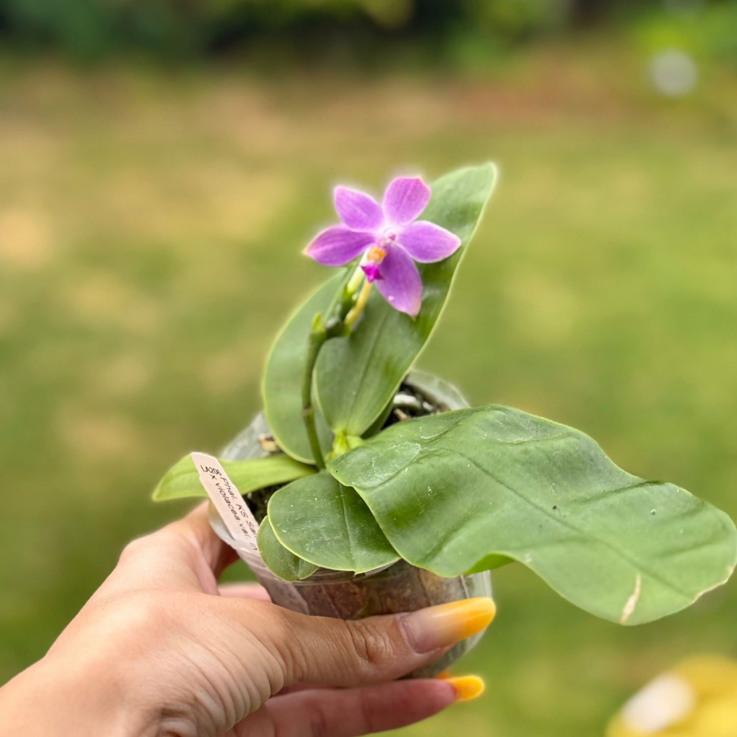 110. KS Samera 'Shooting Star' × Violacea Indigo – Rare Fragrant Phalaenopsis Orchid | Young Plant | 8cm Nursery Pot