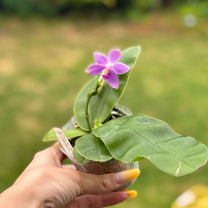 110. KS Samera 'Shooting Star' × Violacea Indigo – Rare Fragrant Phalaenopsis Orchid | Young Plant | 8cm Nursery Pot