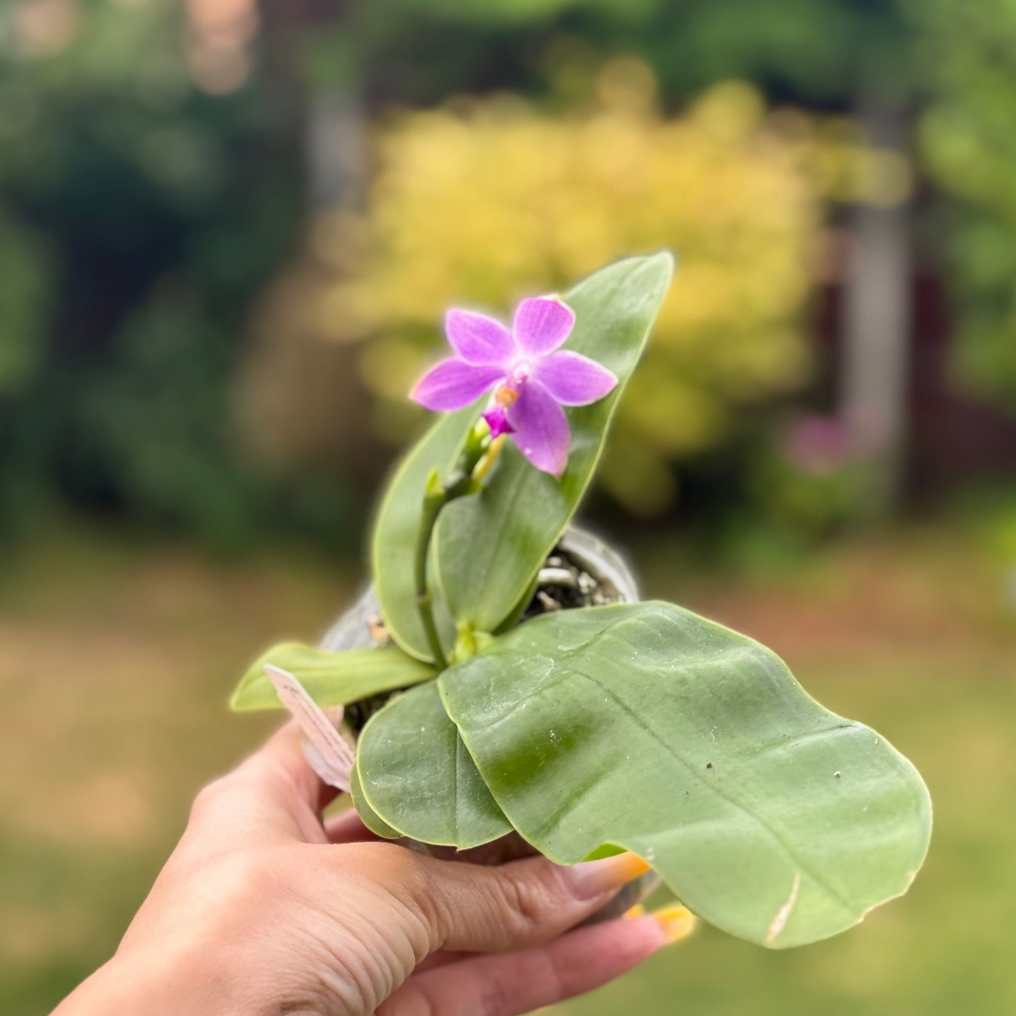 110. KS Samera 'Shooting Star' × Violacea Indigo – Rare Fragrant Phalaenopsis Orchid | Young Plant | 8cm Nursery Pot