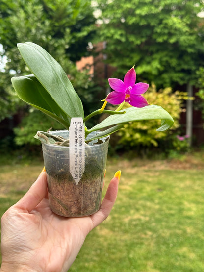 111. Jennifer Palermo – Rare Fragrant Phalaenopsis Orchid | Young Plant | 8cm Nursery Pot | 10cm Tall