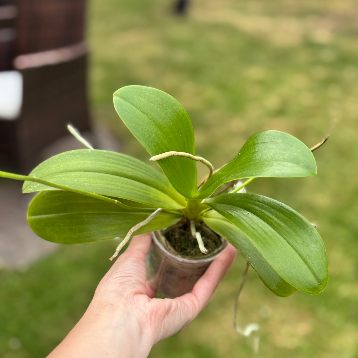 112. Phalaenopsis Pulchra 'Big' – Rare Fragrant Species Orchid | Young Plant | 8cm Nursery Pot | 25cm Tall