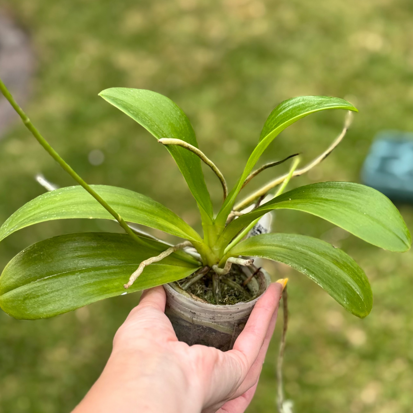 112. Phalaenopsis Pulchra 'Big' – Rare Fragrant Species Orchid | Young Plant | 8cm Nursery Pot | 25cm Tall