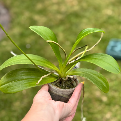 112. Phalaenopsis Pulchra 'Big' – Rare Fragrant Species Orchid | Young Plant | 8cm Nursery Pot | 25cm Tall