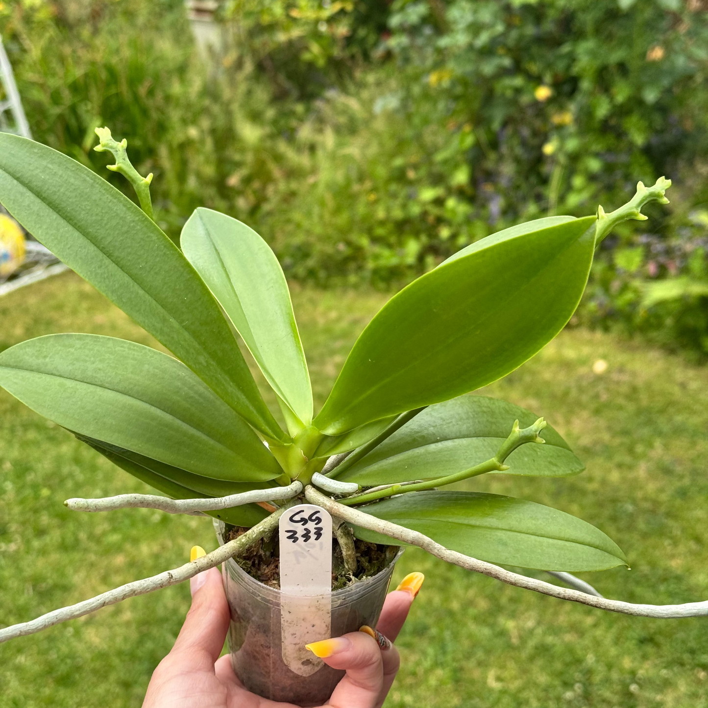 115. Phalaenopsis Adri Witanta Husada Sibling – Rare Green Sequential Bloomer | 8cm Nursery Pot | 25cm Tall