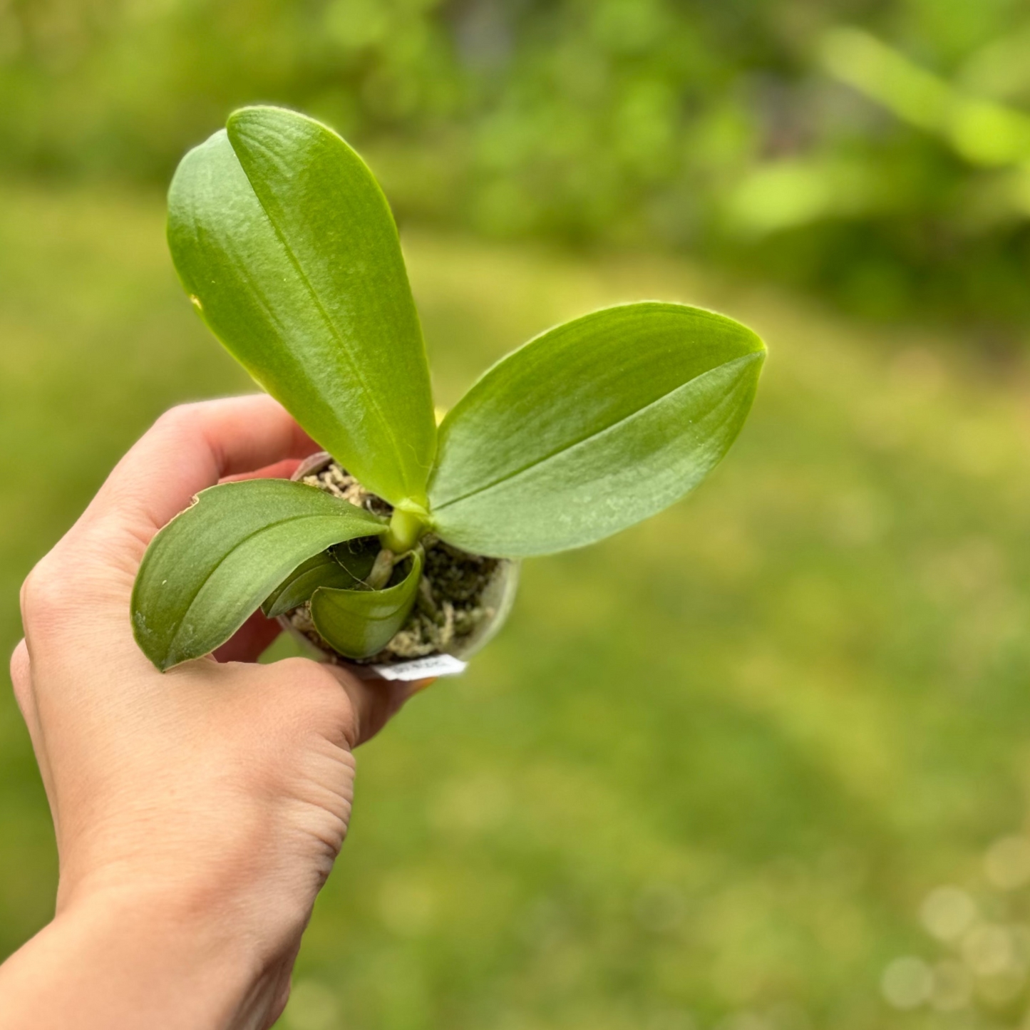 116. Bellina Peloric Butterfly – Rare Fragrant Phalaenopsis Orchid | 6cm Nursery Pot | Young Plant | Not in Bloom