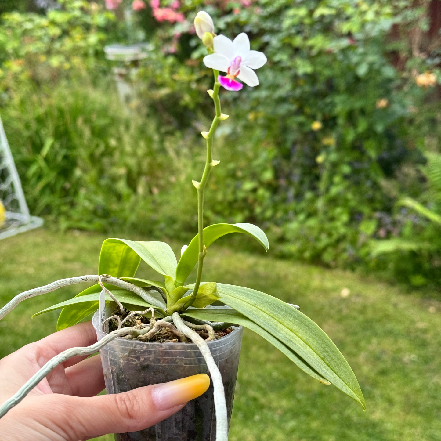 114. Phalaenopsis Equestris × Anna-Larati Soekardi – Rare Fragrant Orchid Hybrid | 8cm Nursery Pot | 25cm Tall | Some Plants in Bloom
