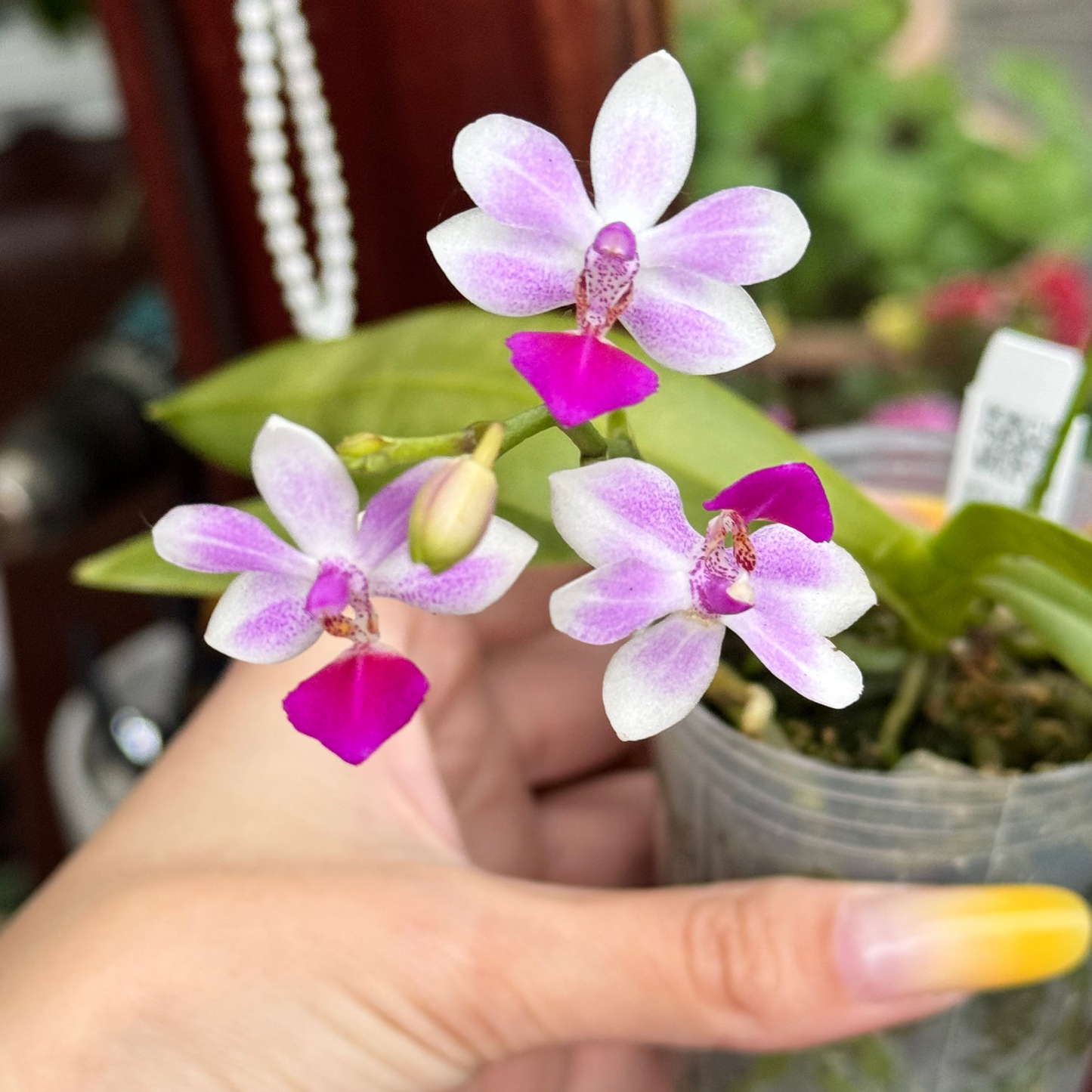 114. Phalaenopsis Equestris × Anna-Larati Soekardi – Rare Fragrant Orchid Hybrid | 8cm Nursery Pot | 25cm Tall | Some Plants in Bloom