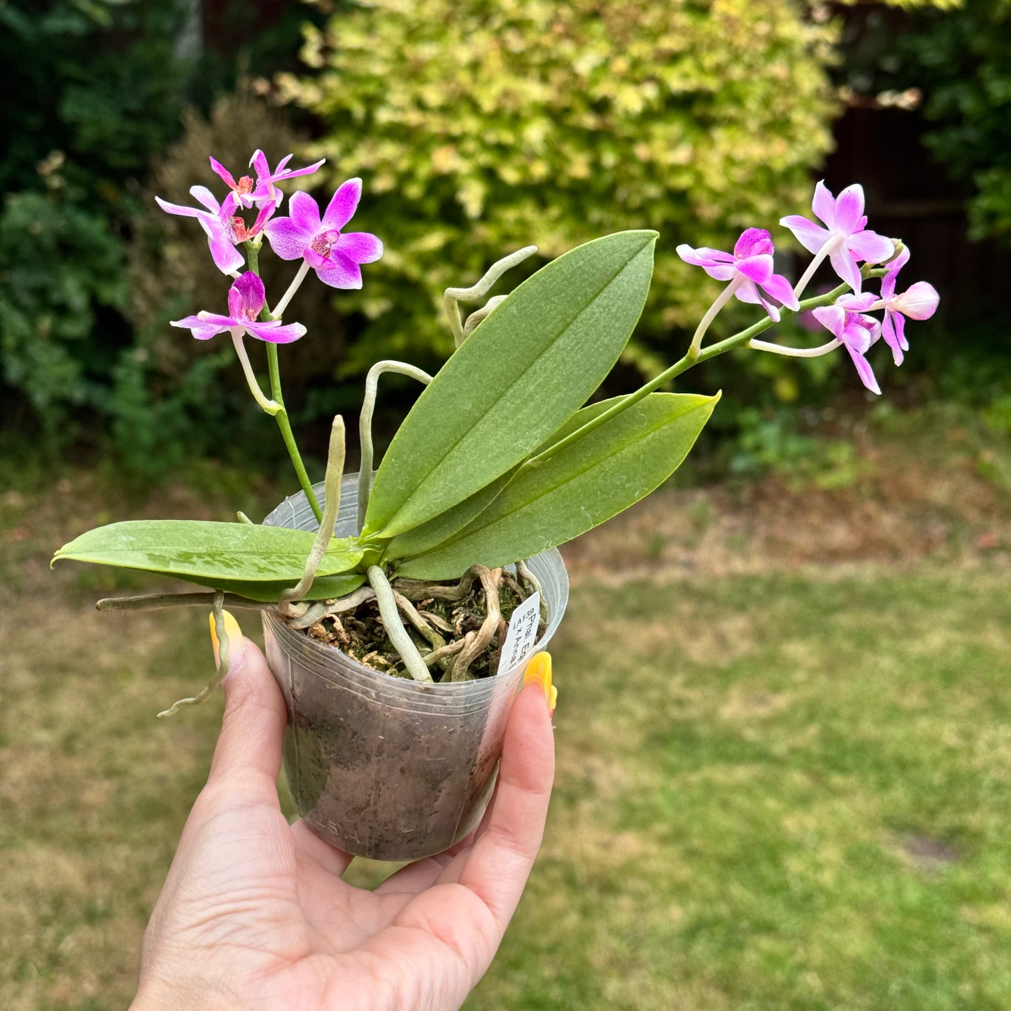 114. Phalaenopsis Equestris × Anna-Larati Soekardi – Rare Fragrant Orchid Hybrid | 8cm Nursery Pot | 25cm Tall | Some Plants in Bloom