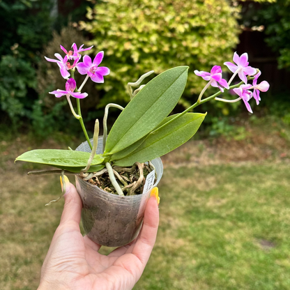114. Phalaenopsis Equestris × Anna-Larati Soekardi – Rare Fragrant Orchid Hybrid | 8cm Nursery Pot | 25cm Tall | Some Plants in Bloom