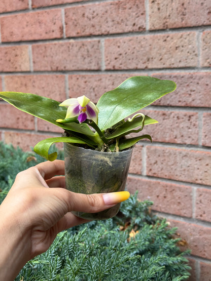 118. Bellina var. Coerulea – Rare Blue Bellina Species Orchid | 8cm Nursery Pot | Young Plant | Not in Bloom