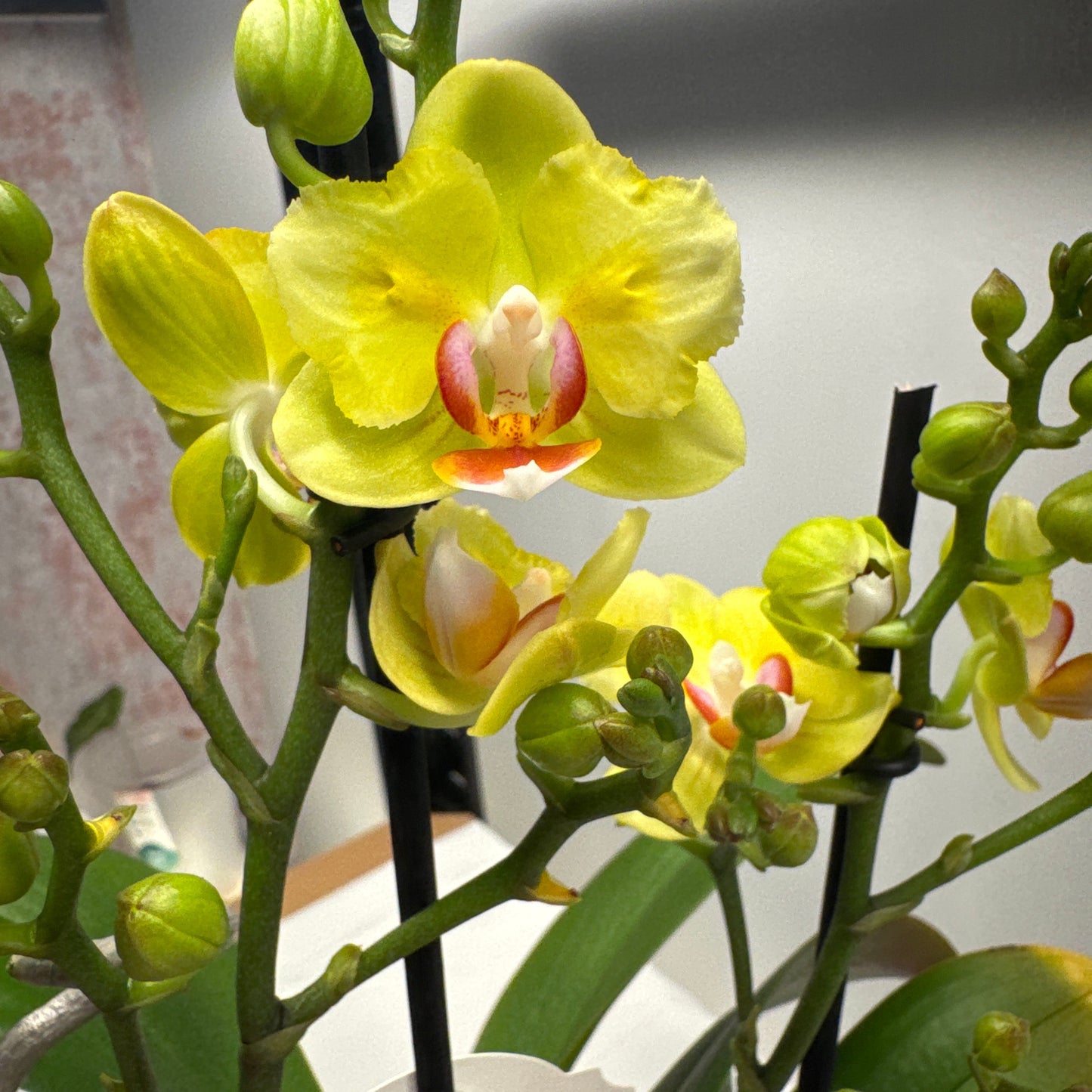 1️⃣2️⃣.Phalaenopsis Hornglin Moore Peloric Butterfly – Rare Butterfly Orchid | 12cm Nursery Pot | 35cm Tall