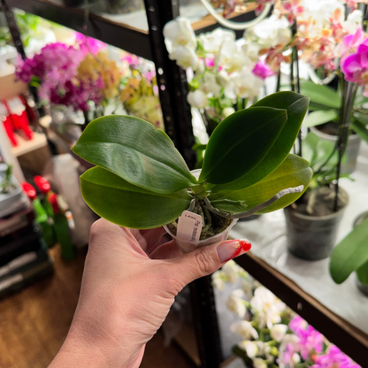 5️⃣2️⃣. Phalaenopsis Modesta Sibling – Rare Species Hybrid | 6cm Nursery Pot | Bloom Size