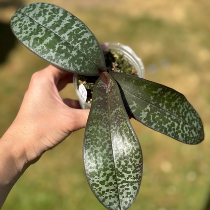 122. Phalaenopsis Schilleriana 'Shape' × King No. 3 – Rare Fragrant Hybrid | 8cm Nursery Pot | Bloom Size