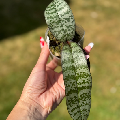 120. Phalaenopsis Schilleriana 'Chow Chow' – Rare Fragrant Mottled Leaf Orchid | 8cm Nursery Pot | Not in Bloom
