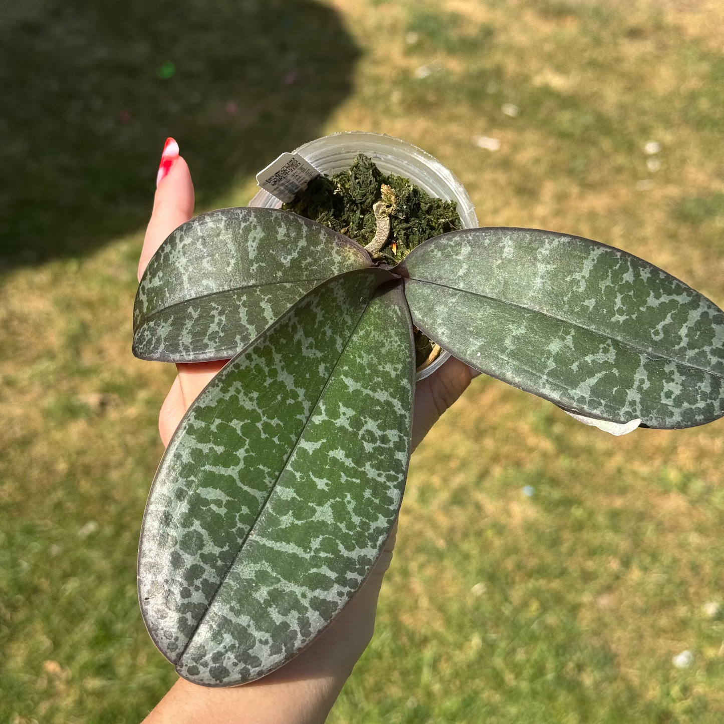 119. Phalaenopsis Schilleriana ‘Tiger Leaf’ – Rare Mottled-Leaf Species Orchid | Bloom-Size Plant | 8cm Nursery Pot