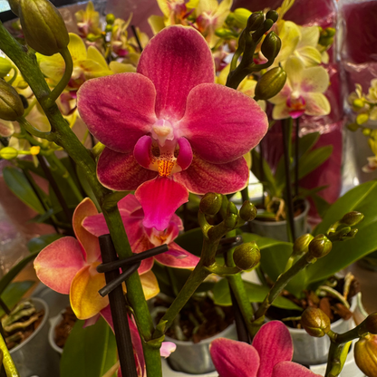 2️⃣6️⃣. SCENTED SMALL multiflora orchid-TIGER leaves