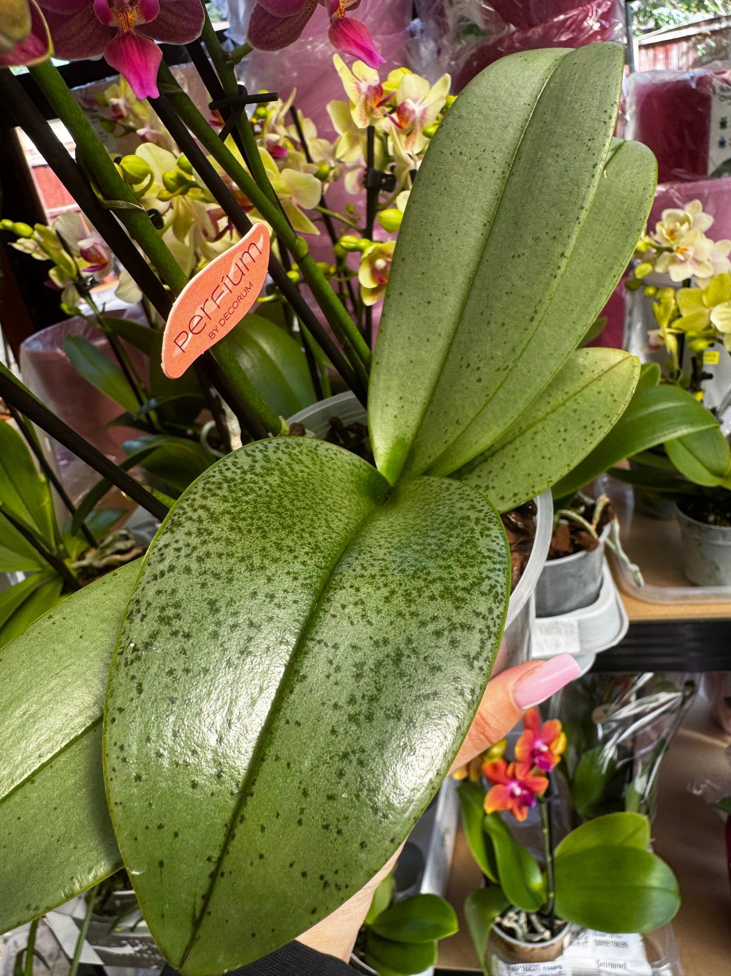 2️⃣6️⃣. SCENTED SMALL multiflora orchid-TIGER leaves