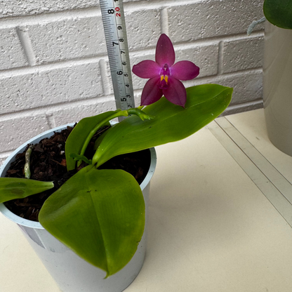 103. Rare Phalaenopsis Violacea Orchid – 20cm Tall Fragrant Purple Blooms