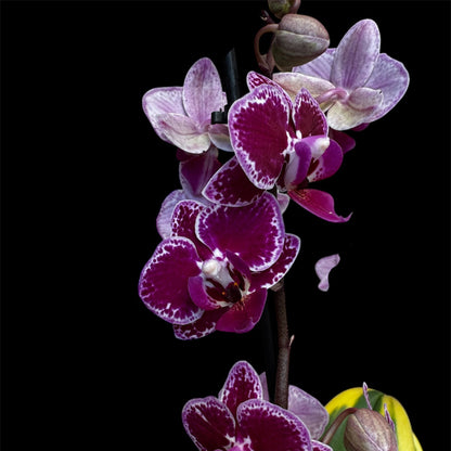 8️⃣1️⃣. Hornglin Vick Magic Leaf Orchid – Phalaenopsis | Approx. 50cm Tall | 12cm Nursery Pot