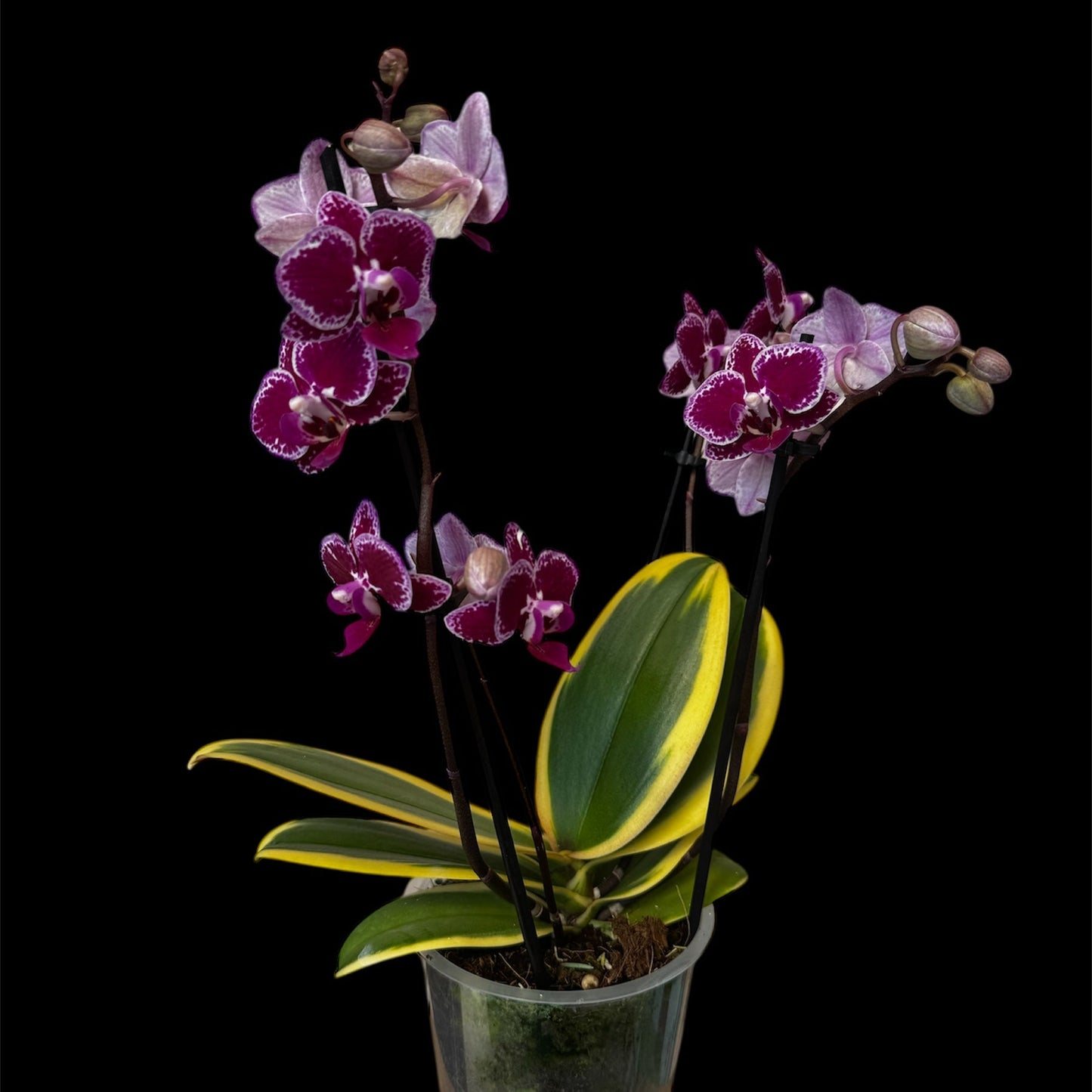 8️⃣1️⃣. Hornglin Vick Magic Leaf Orchid – Phalaenopsis | Approx. 50cm Tall | 12cm Nursery Pot