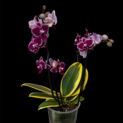 8️⃣1️⃣. Hornglin Vick Magic Leaf Orchid – Phalaenopsis | Approx. 50cm Tall | 12cm Nursery Pot