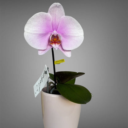2️⃣7️⃣. Premium Singolo Orchid – XXL Bloom, Single Oversized Flower  9cm Nursery Pot (Decorative Pot Not Included)