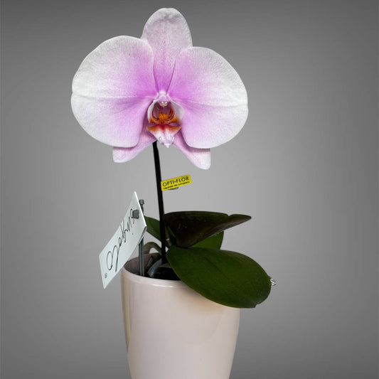 2️⃣7️⃣. Premium Singolo Orchid – XXL Bloom, Single Oversized Flower  9cm Nursery Pot (Decorative Pot Not Included)