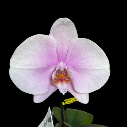 2️⃣7️⃣. Premium Singolo Orchid – XXL Bloom, Single Oversized Flower  9cm Nursery Pot (Decorative Pot Not Included)