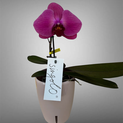 2️⃣7️⃣. Premium Singolo Orchid – XXL Bloom, Single Oversized Flower  9cm Nursery Pot (Decorative Pot Not Included)