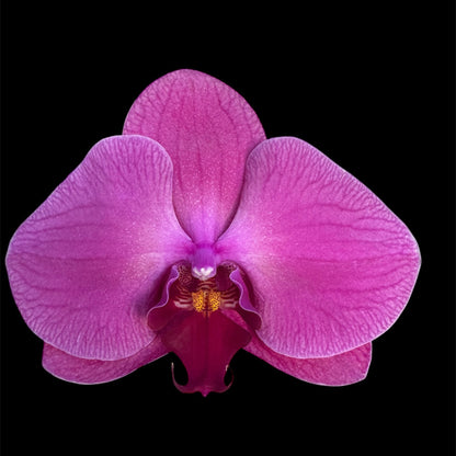 2️⃣7️⃣. Premium Singolo Orchid – XXL Bloom, Single Oversized Flower  9cm Nursery Pot (Decorative Pot Not Included)