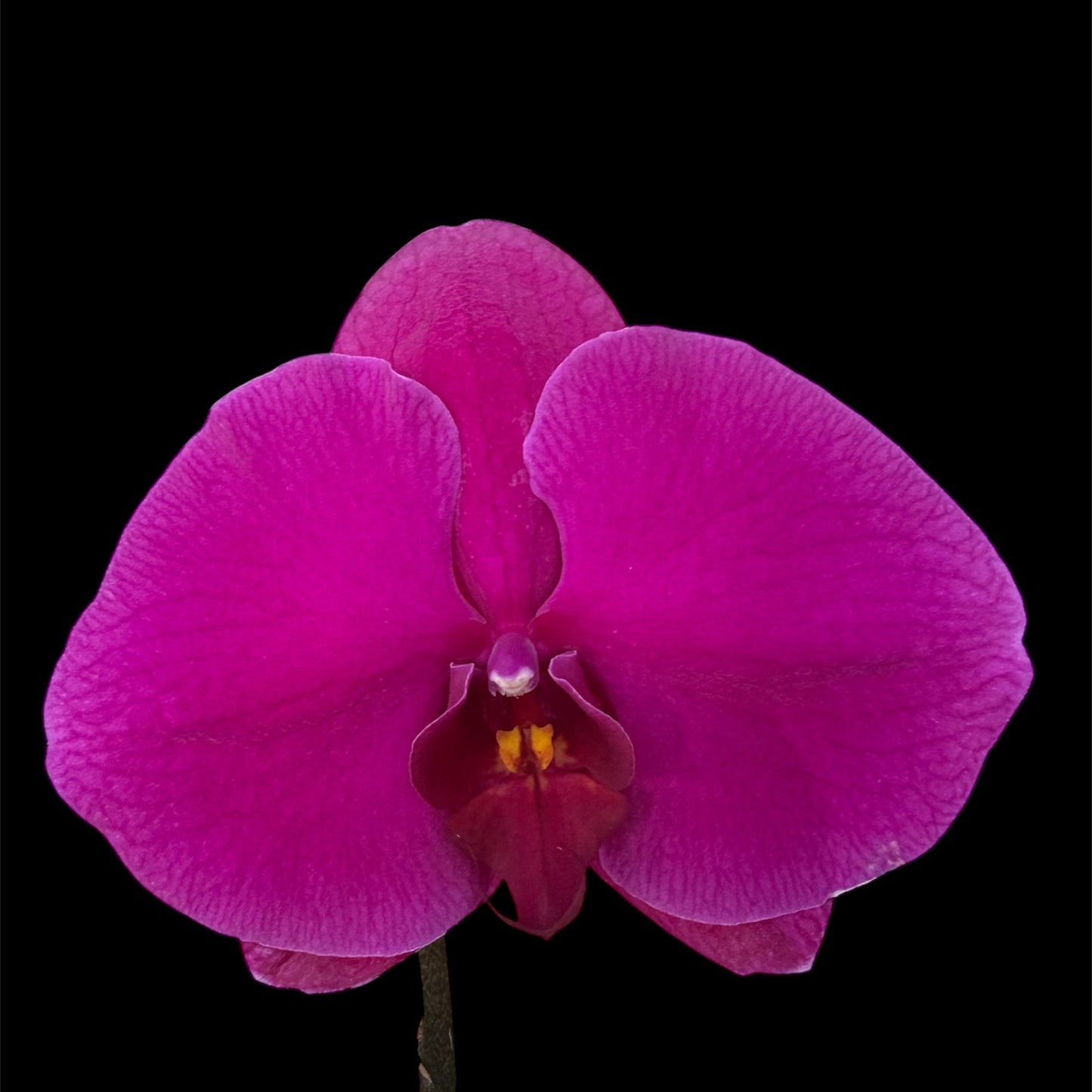 2️⃣7️⃣. Premium Singolo Orchid – XXL Bloom, Single Oversized Flower  9cm Nursery Pot (Decorative Pot Not Included)