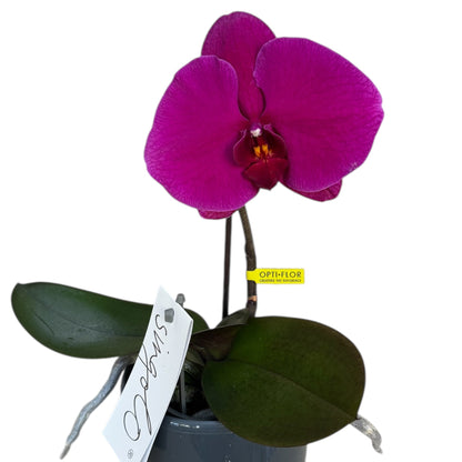 2️⃣7️⃣. Premium Singolo Orchid – XXL Bloom, Single Oversized Flower  9cm Nursery Pot (Decorative Pot Not Included)