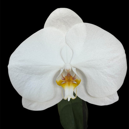 2️⃣7️⃣. Premium Singolo Orchid – XXL Bloom, Single Oversized Flower  9cm Nursery Pot (Decorative Pot Not Included)