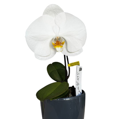 2️⃣7️⃣. Premium Singolo Orchid – XXL Bloom, Single Oversized Flower  9cm Nursery Pot (Decorative Pot Not Included)