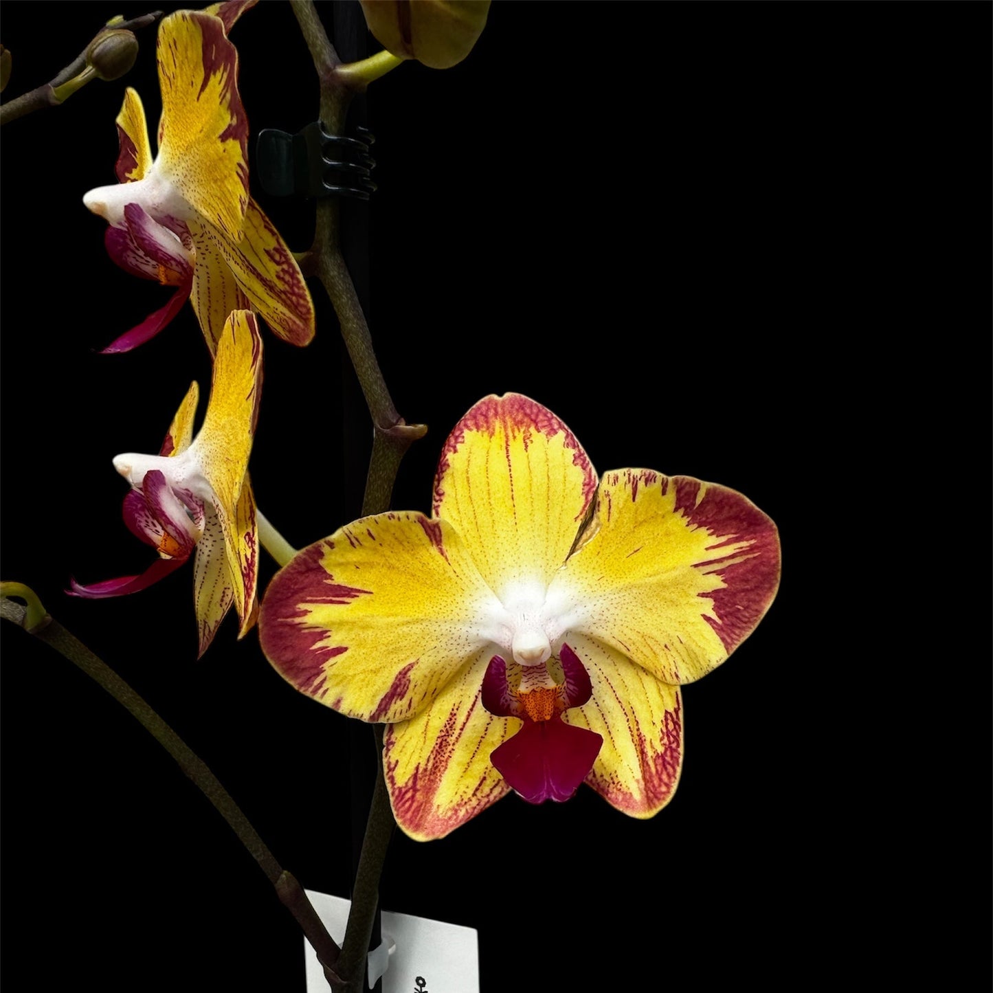 4️⃣9️⃣. ‘Papagayo’ Phalaenopsis Orchid  – 60cm Tall | 12cm Nursery Pot | Live Flowering Indoor Plant
