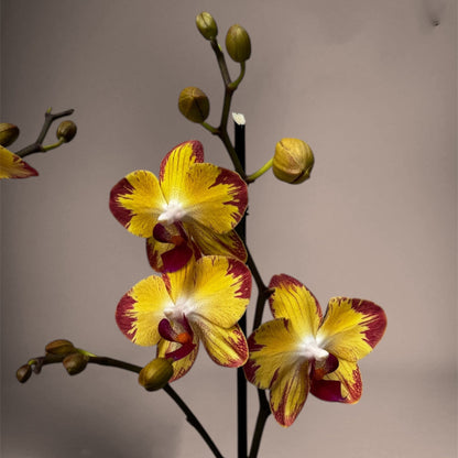 4️⃣9️⃣. ‘Papagayo’ Phalaenopsis Orchid  – 60cm Tall | 12cm Nursery Pot | Live Flowering Indoor Plant
