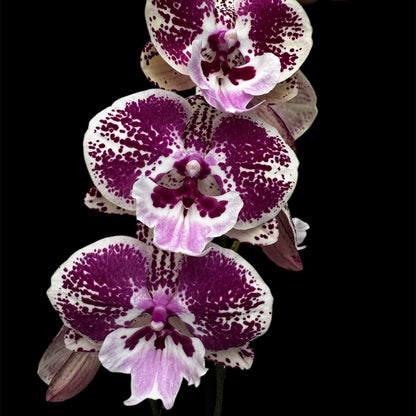 9️⃣6️⃣. Emily Phalaenopsis Orchid – Big Lip Variety | 60cm Tall | 12cm Nursery Pot