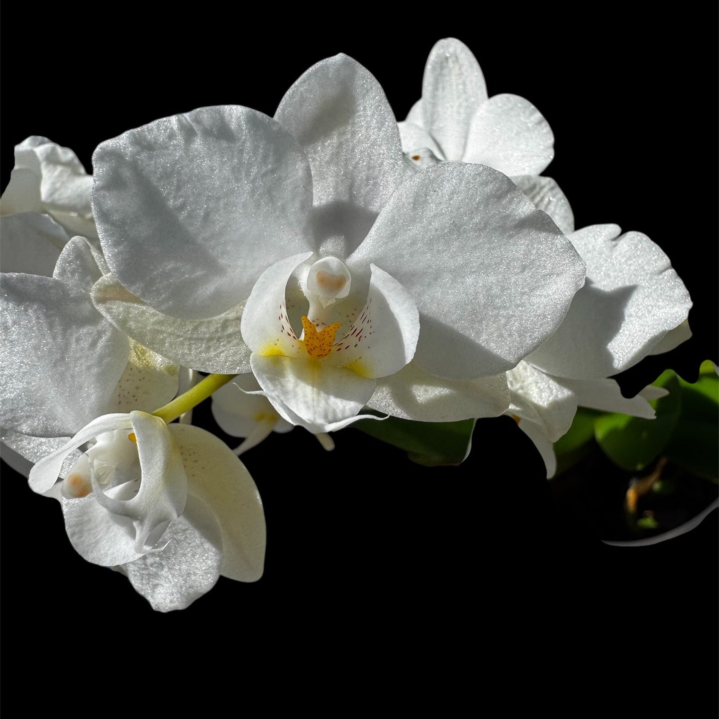 Zurich Premium Mini Live Orchid Plant for Indoors Phalaenopsis 9CM Double Colour Flowers White-Cream